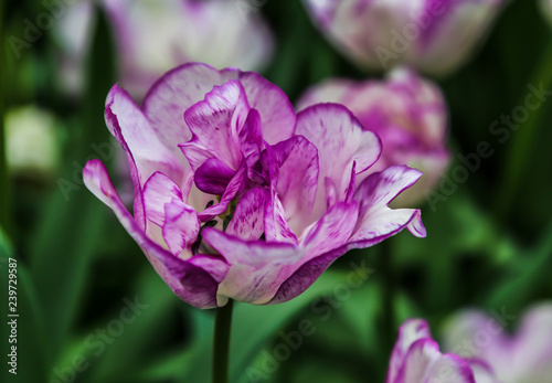 Fototapeta Naklejka Na Ścianę i Meble -  Single pink tulip with purple edges in the garden