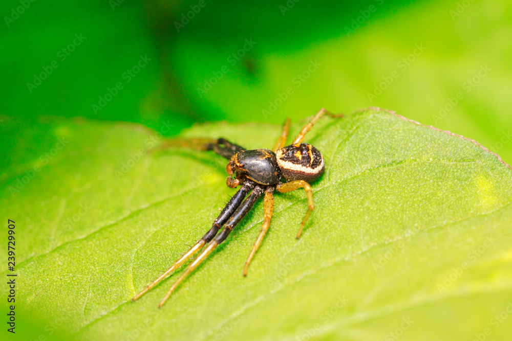 jumping spider on plant jumping spider on plant