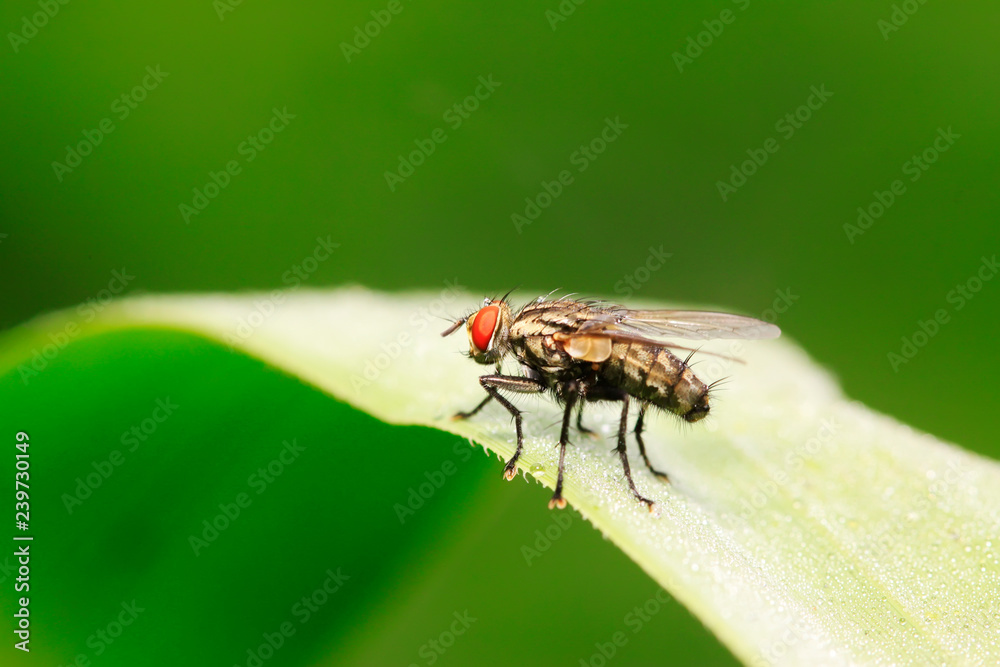 Tachinidae on plant Tachinidae on plant