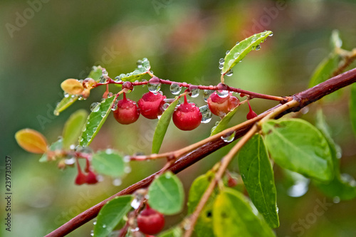 red berry and water drops