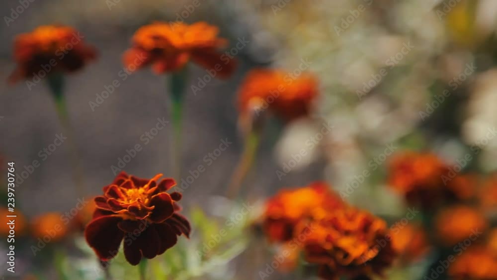 red mirigold flowers in the garden in the summer day red mirigold flowers in the garden in the summer day