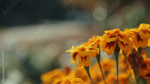 orange mirigold flowers in the garden in the summer day photo