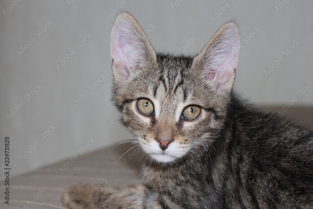 Gray striped kitten with green eyes and big ears. Gray striped kitten with green eyes and big ears.