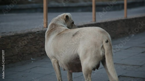 white homeless underbred dog on the street photo