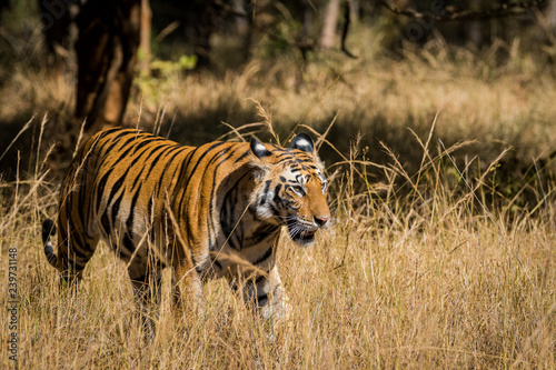 A sub-adult female tiger on a territory marking in a winter morning at Bandhavgarh Tiger Reserve, India