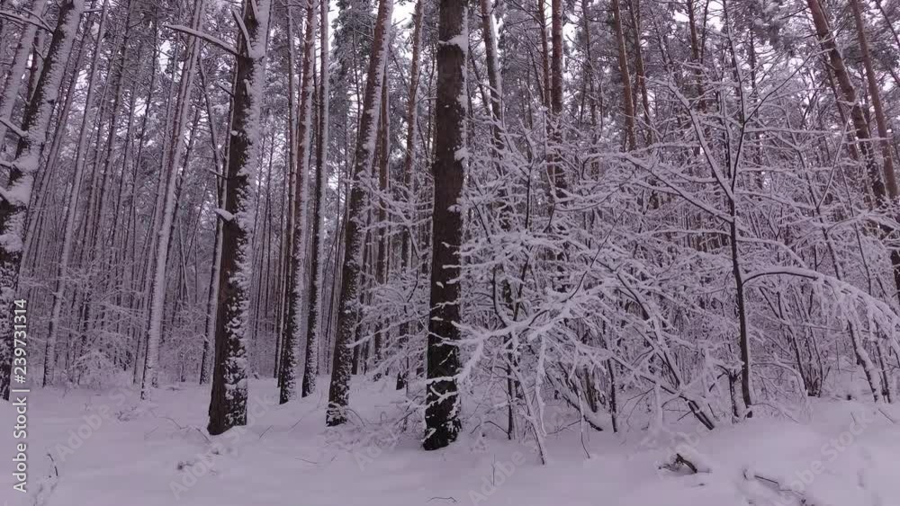 Tall Pine Covered With Snow, Snowfall in the Forest, Bush Covered With Snow, Road in the Winter Pine Forest Tall Pine Covered With Snow, Snowfall in the Forest, Bush Covered With Snow, Road in the Winter Pine Forest