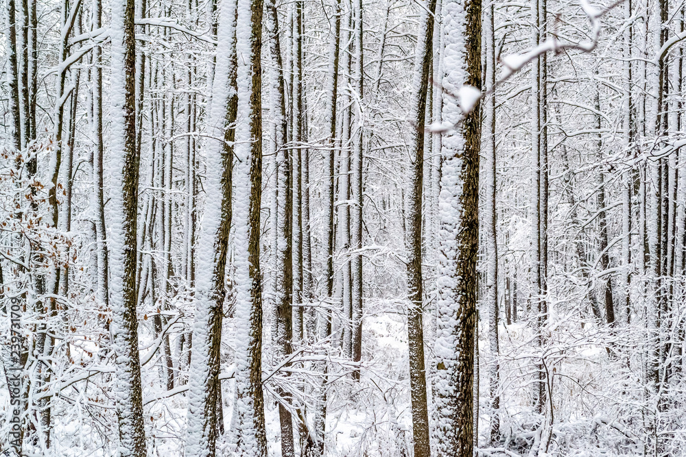 Trunks of snow-covered trees and pines, winter in the forest, a lot of snow, evenly spaced trees and pines, daytime, New Year and festive mood, stunning winter forest