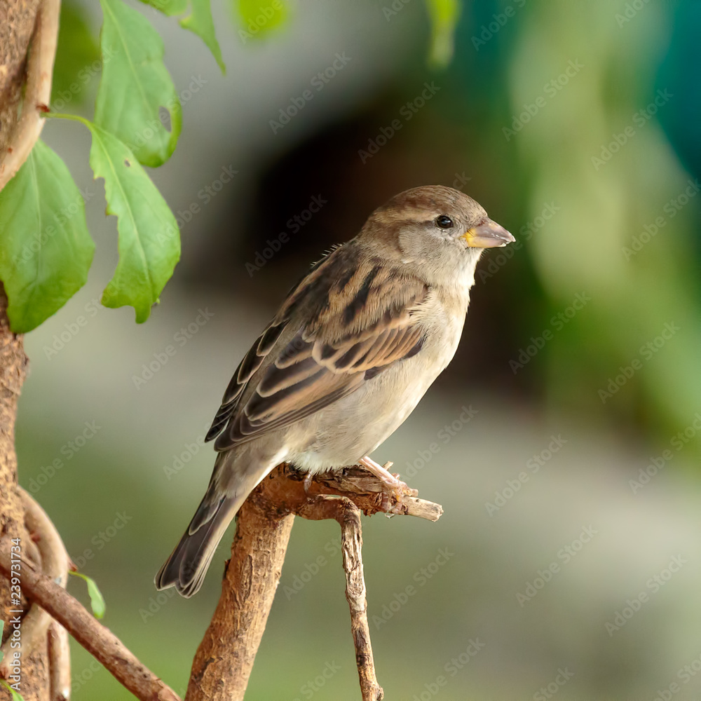 Sparrow Sparrow