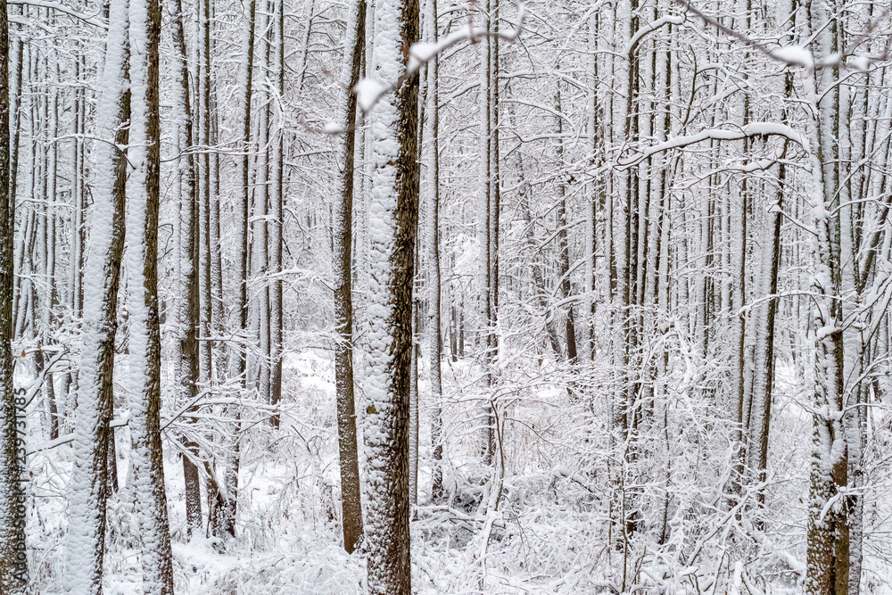 Fototapeta premium Trunks of snow-covered trees and pines, winter in the forest, a lot of snow, evenly spaced trees and pines, daytime, New Year and festive mood, stunning winter forest