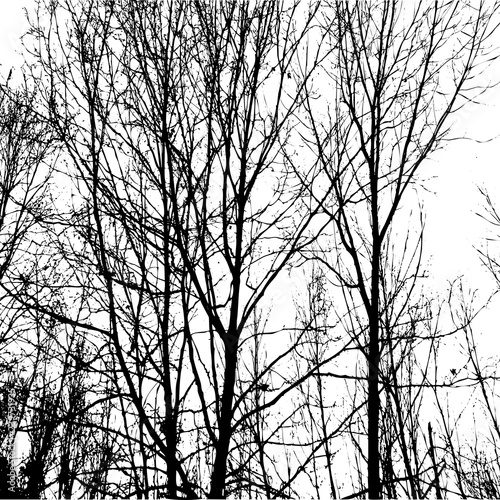 Bosque