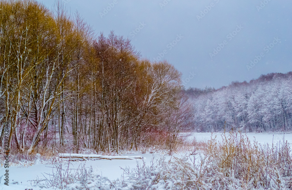 Fototapeta Zamarznięte jezioro w lesie, pokryte śniegiem, kłoda pokryta śniegiem leży w jeziorze, w tle drzewa pokryte śniegiem, widać niebo, dzień, piękna przyroda, zima w lesie