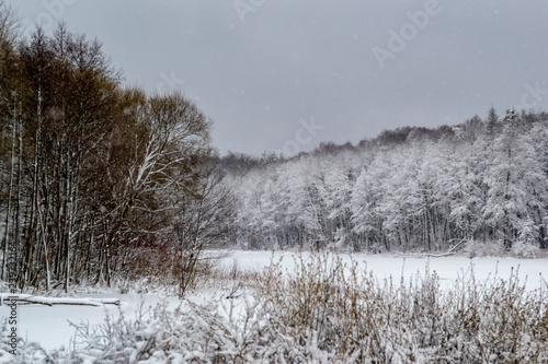 Wallpaper Mural Frozen lake in the forest, covered with snow, a log covered with snow lies in the lake, in the background trees covered with snow, you can see the sky, daytime, beautiful nature, winter in the forest Torontodigital.ca