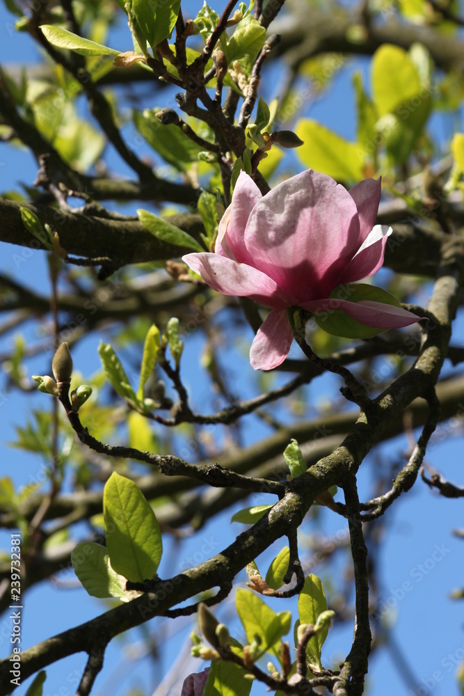 Obraz premium Magnolia flower and tree