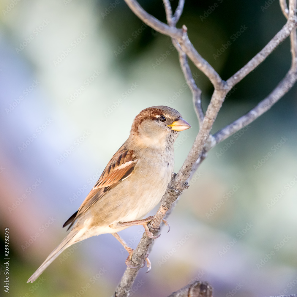 Sparrow Sparrow