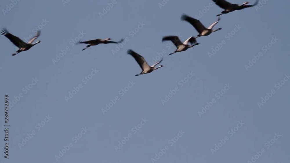 Common migrating over north Israel Common Crane flock over Mount Hermon Israel Common migrating over north Israel Common Crane flock over Mount Hermon Israel