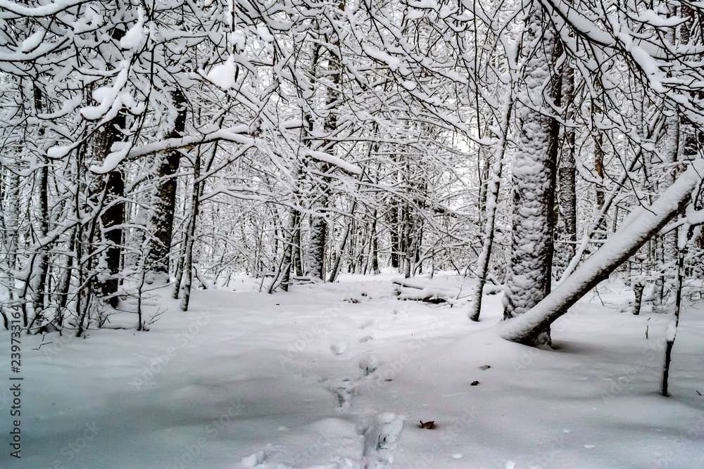 winter day in the forest, a lot of snow, trees covered with snow, beautiful nature