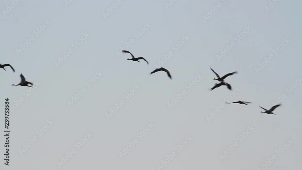 Common Crane flying on blue sky Common Crane colony migrating flying in the sky Common Crane flying on blue sky Common Crane colony migrating flying in the sky