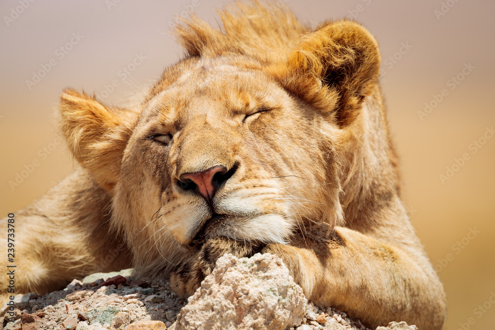 Fototapeta premium repos du lion