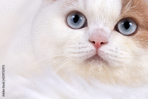 Foto BKH Katze - sehr selten lilac white Van mit blauen Augen - Nahaufnahme