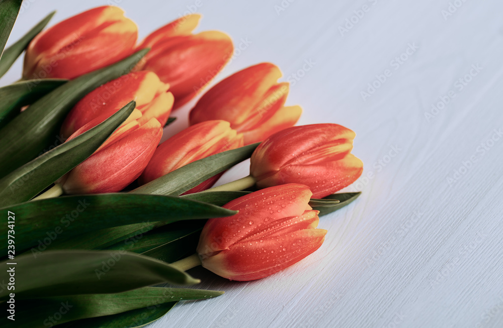 Tulips on a white background. Flat lay, top view. Living Coral - color of the year 2019 Tulips on a white background. Flat lay, top view. Living Coral - color of the year 2019