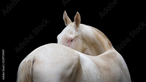 Portrait of a beautiful white horse look back on black background isolated © Svetlana