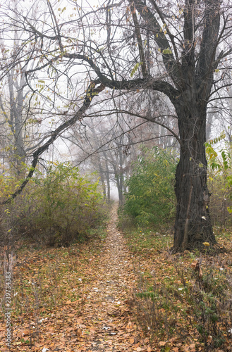 Autumn landscape. Trees in old abandoned park in foggy weather. A path through the park.