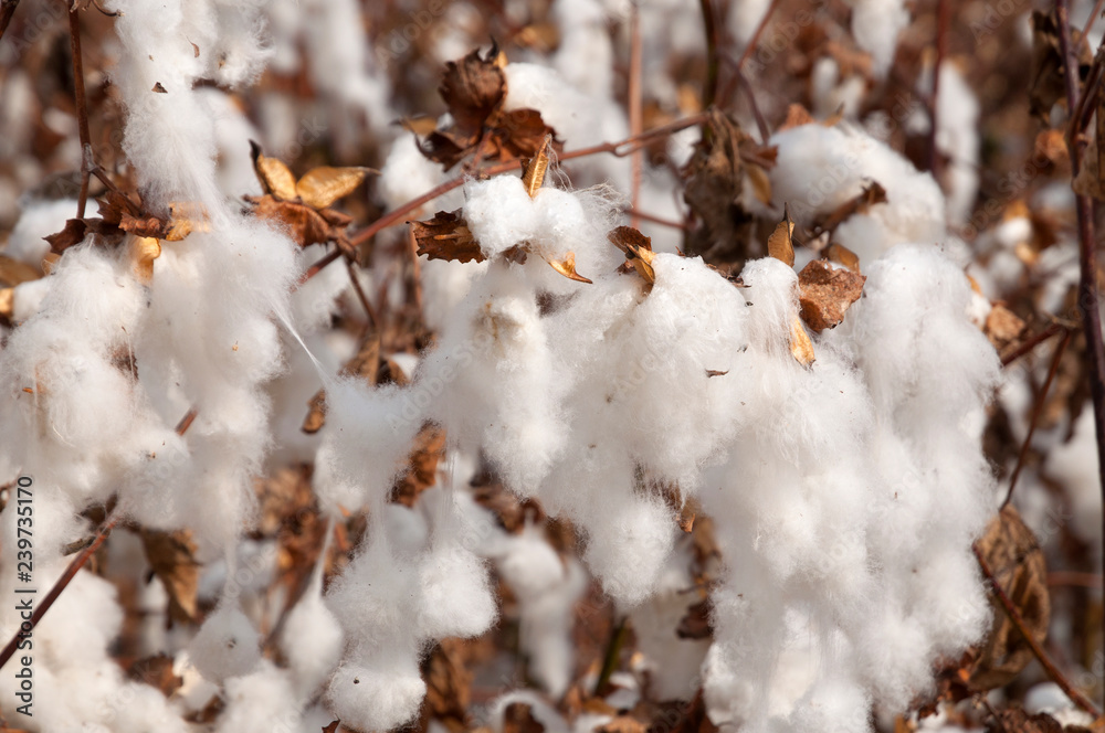 Cotton fields