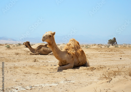 funny closeup portrait of camel head chewing at desert  looking in camera