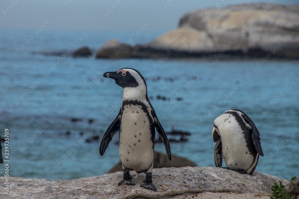 Naklejka premium Les pingouins de Boulders Beach à Cape Town en Afrique du Sud