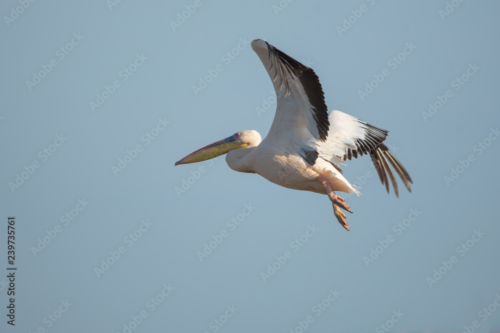 Obraz premium Ak pelikan » Great White Pelican » Pelecanus onocrotalus