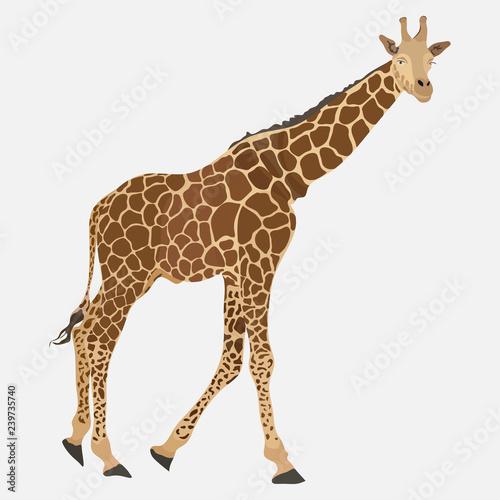 Fototapeta Naklejka Na Ścianę i Meble -  image of giraffe, Somali animal, zoo designation