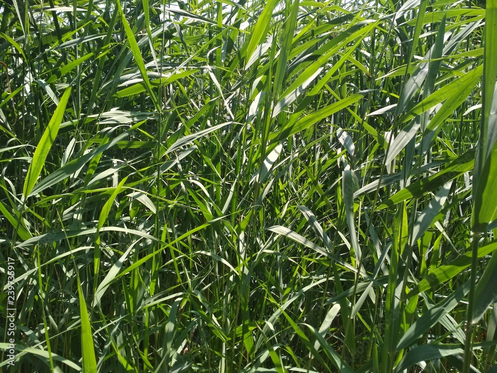 Green grass reed phragmites, green background,  fresh leaves in