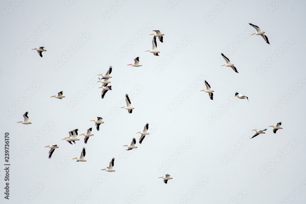 Pelican in flight