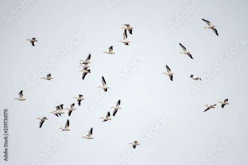 Pelican in flight © Allen