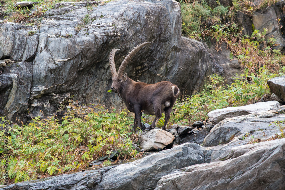 Majestic alpine ibex of the alps with big horns Majestic alpine ibex of the alps with big horns