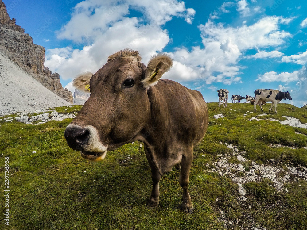 Close up view of alpine cow on Tre Cime di Lavaredo(Drei Zinnen) walking trail in Dolomites,Italy.Wildlife or animals concept.Natural mountain background, summer. Popular tourist attraction in Alps Close up view of alpine cow on Tre Cime di Lavaredo(Drei Zinnen) walking trail in Dolomites,Italy.Wildlife or animals concept.Natural mountain background, summer. Popular tourist attraction in Alps