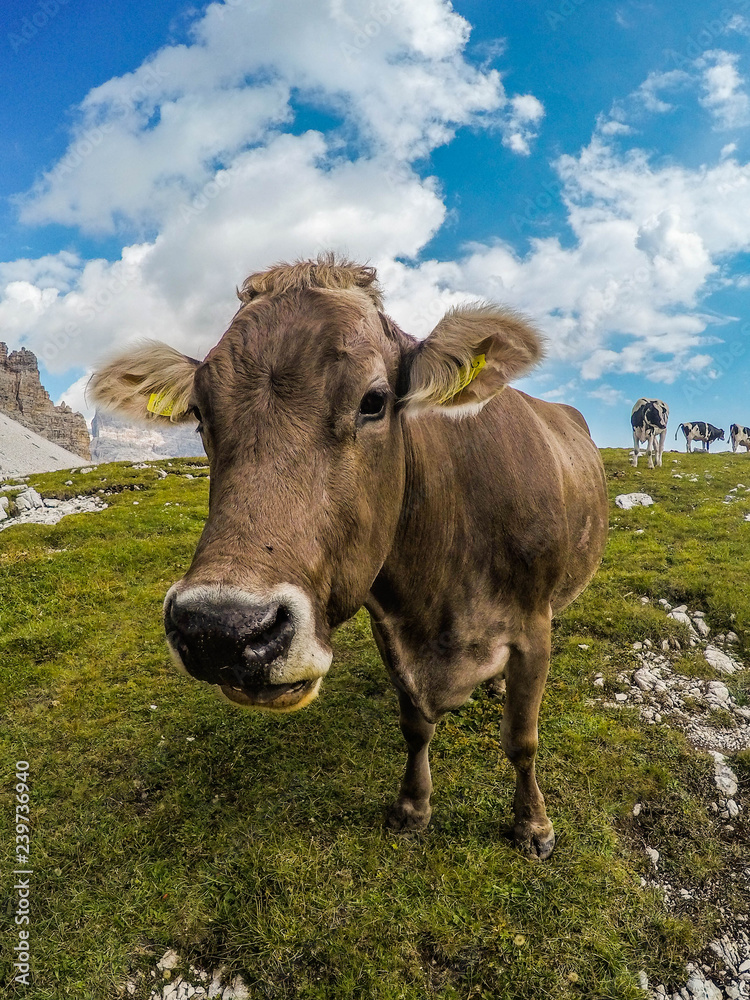 Close up view of alpine cow on Tre Cime di Lavaredo(Drei Zinnen) walking trail in Dolomites,Italy.Wildlife or animals concept.Natural mountain background, summer. Popular tourist attraction in Alps Close up view of alpine cow on Tre Cime di Lavaredo(Drei Zinnen) walking trail in Dolomites,Italy.Wildlife or animals concept.Natural mountain background, summer. Popular tourist attraction in Alps
