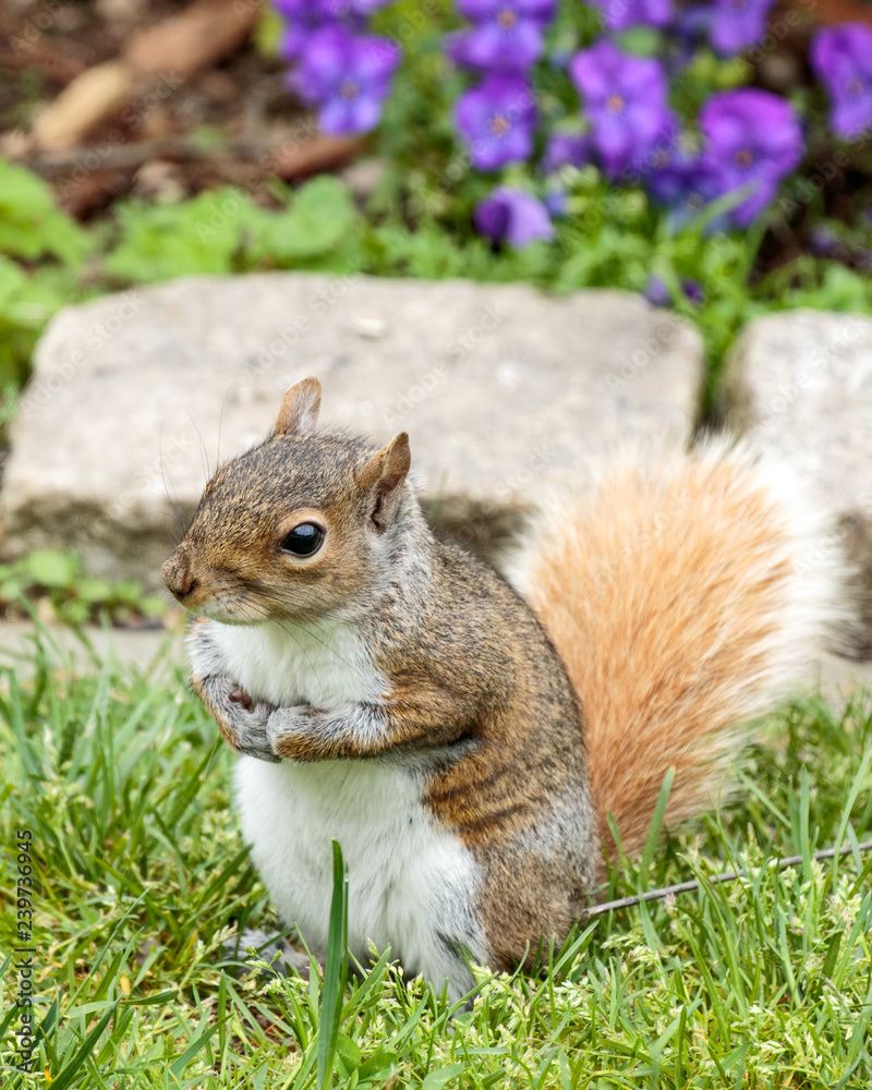 Squirrel Squirrel