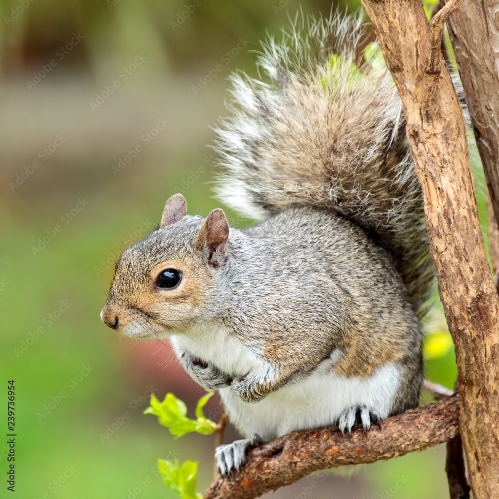 Squirrel Squirrel