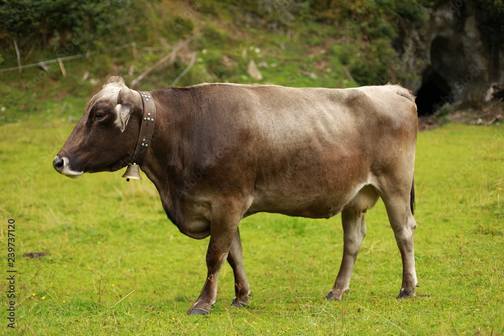Brown alpine cow in field