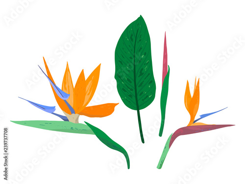 Tropical flower of Strelitzia Reginae. Decorative strelitzia flowers set isolated on white background. South African plant, crane flower or bird of paradise. Vector collection.
