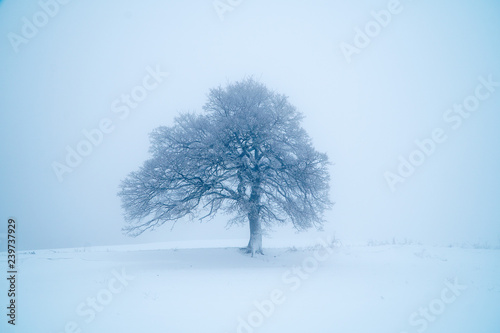 tree in winter