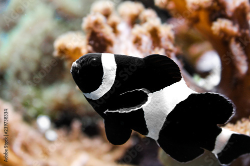 Obraz na płótnie Black clownfish on a aquarium