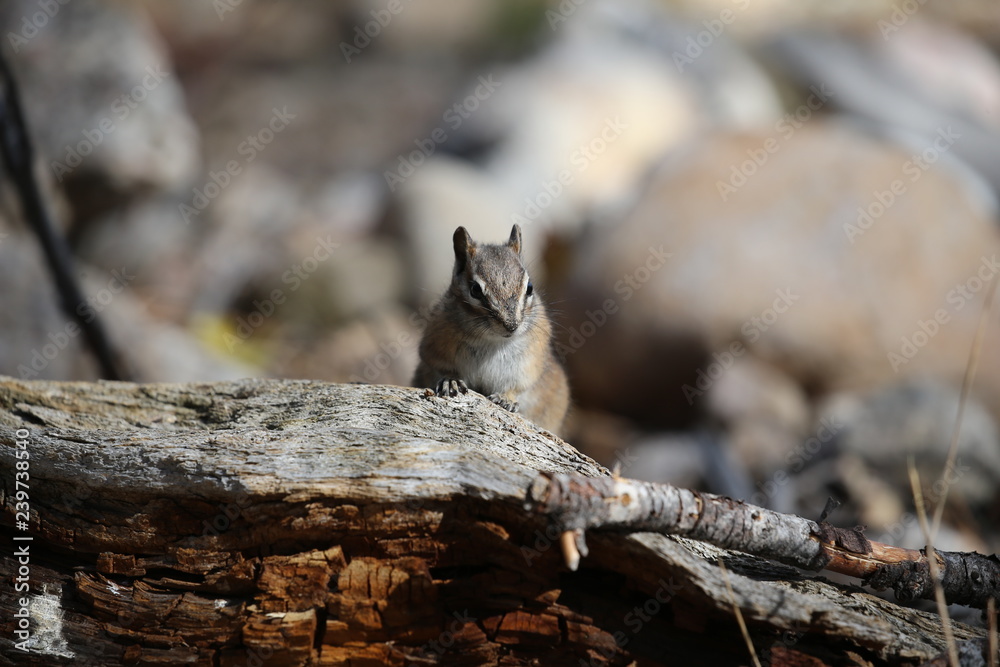 Obraz premium ground squirrel