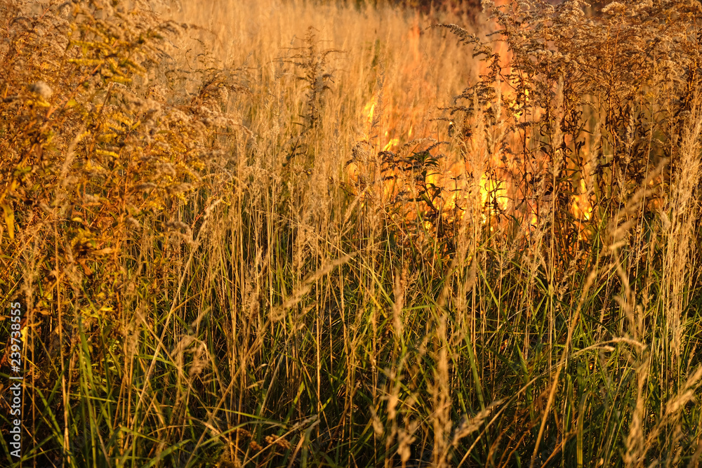Summer is a dangerous season. Dry grass in the fire. Summer is a dangerous season. Dry grass in the fire.