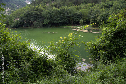 lake in the forest