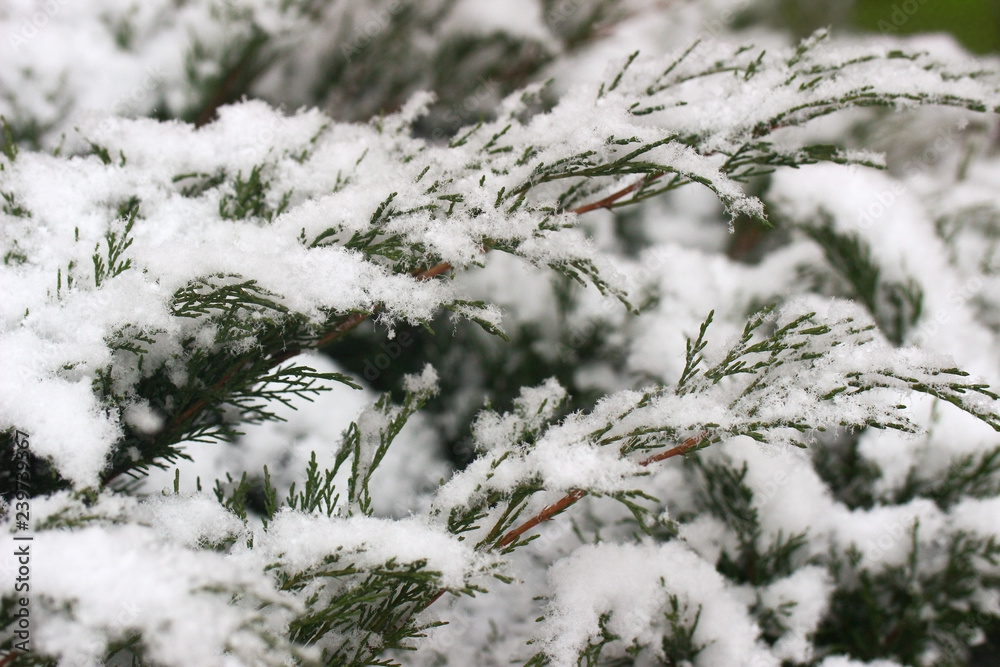 green plants in the fluffy snow, in the snowflakes, the first snow