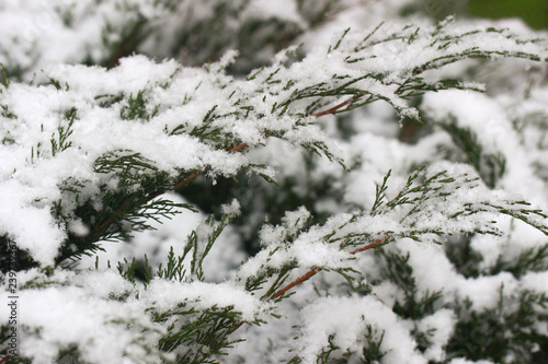 green plants in the fluffy snow, in the snowflakes, the first snow