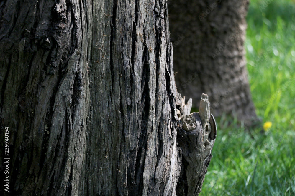 Obraz premium squirrel on tree