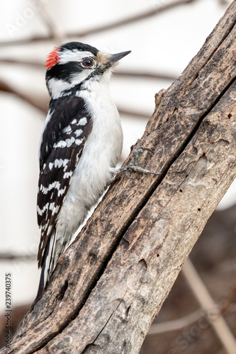 Downy woodpecker